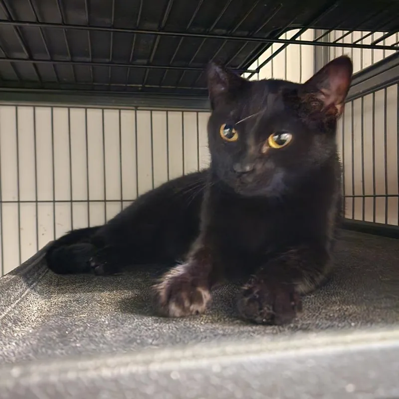 An adult medium-sized female Black Domestic Short Hair cat named Starry for adoption in Toms Brook, VA