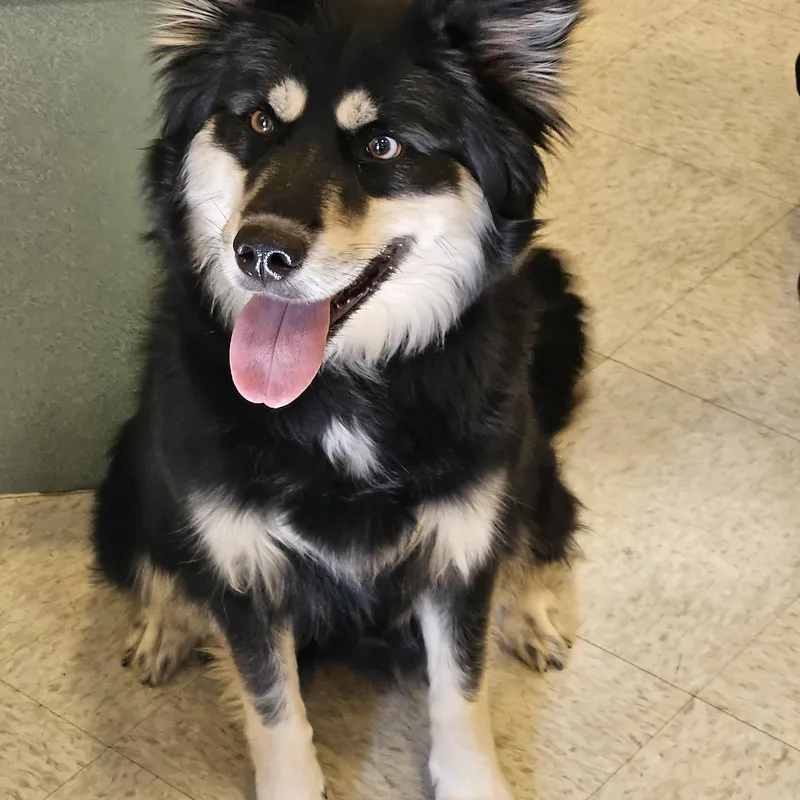 An adult medium-sized female Black Border Collie dog named Jazzy for adoption in Bluffton, IN