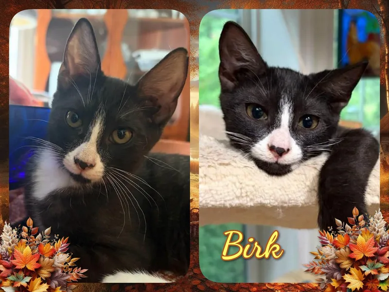 A baby medium-sized male Domestic Short Hair cat named Birk for adoption in Corinth, NY