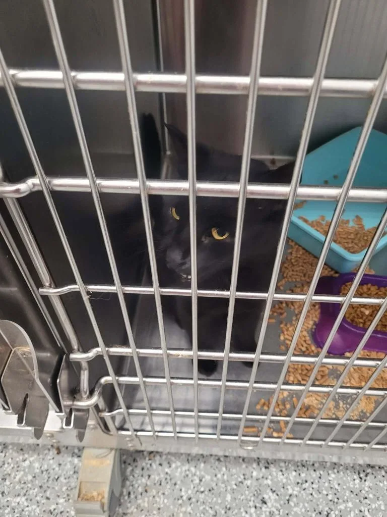 An adult medium-sized male Domestic Short Hair cat named Tatum for adoption in Republic, MO