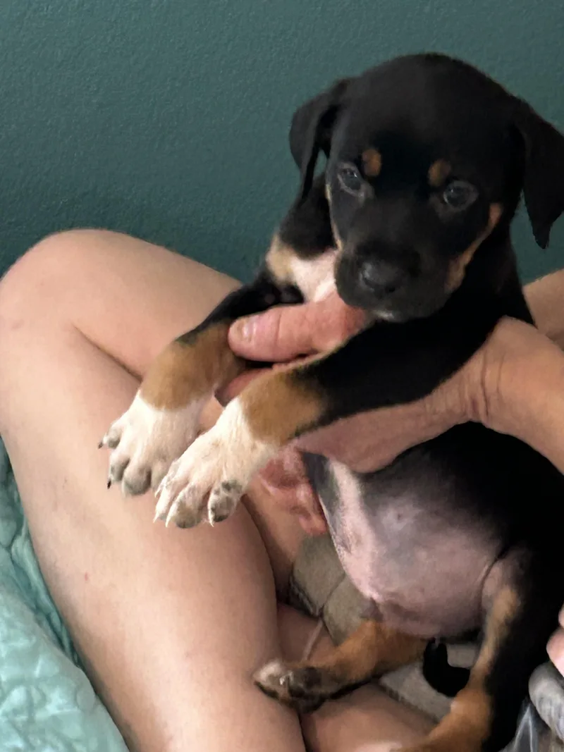 A baby medium-sized male Tricolor (Brown, Black, & White) Rottweiler dog named Samich for adoption in Texarkana, TX