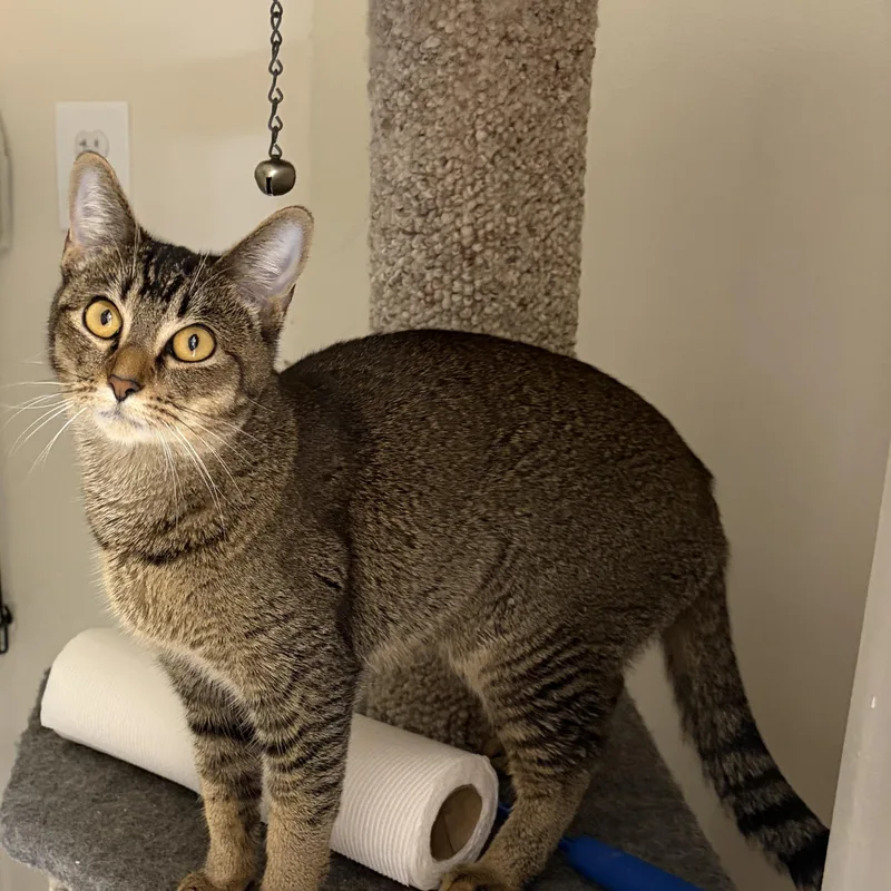 A young medium-sized female Tabby (Gray / Blue / Silver) Tabby cat named Luna Tuna for adoption in Medford, MA
