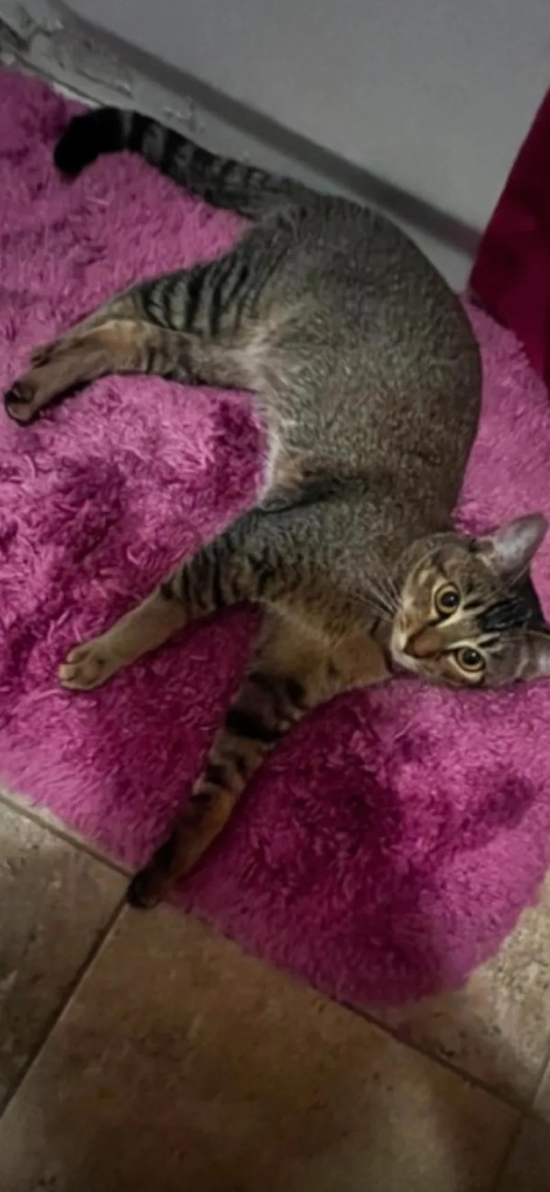 Luna Tuna thumbnail 3