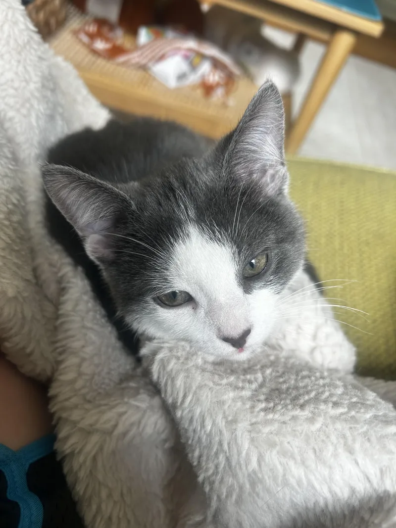 Lennox A Lover