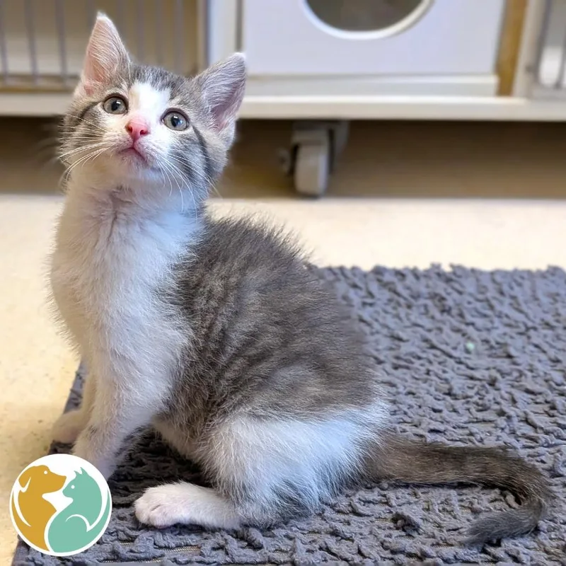 A baby small-sized male Gray / Blue / Silver Domestic Short Hair cat named Big Al for adoption in Toledo, OH