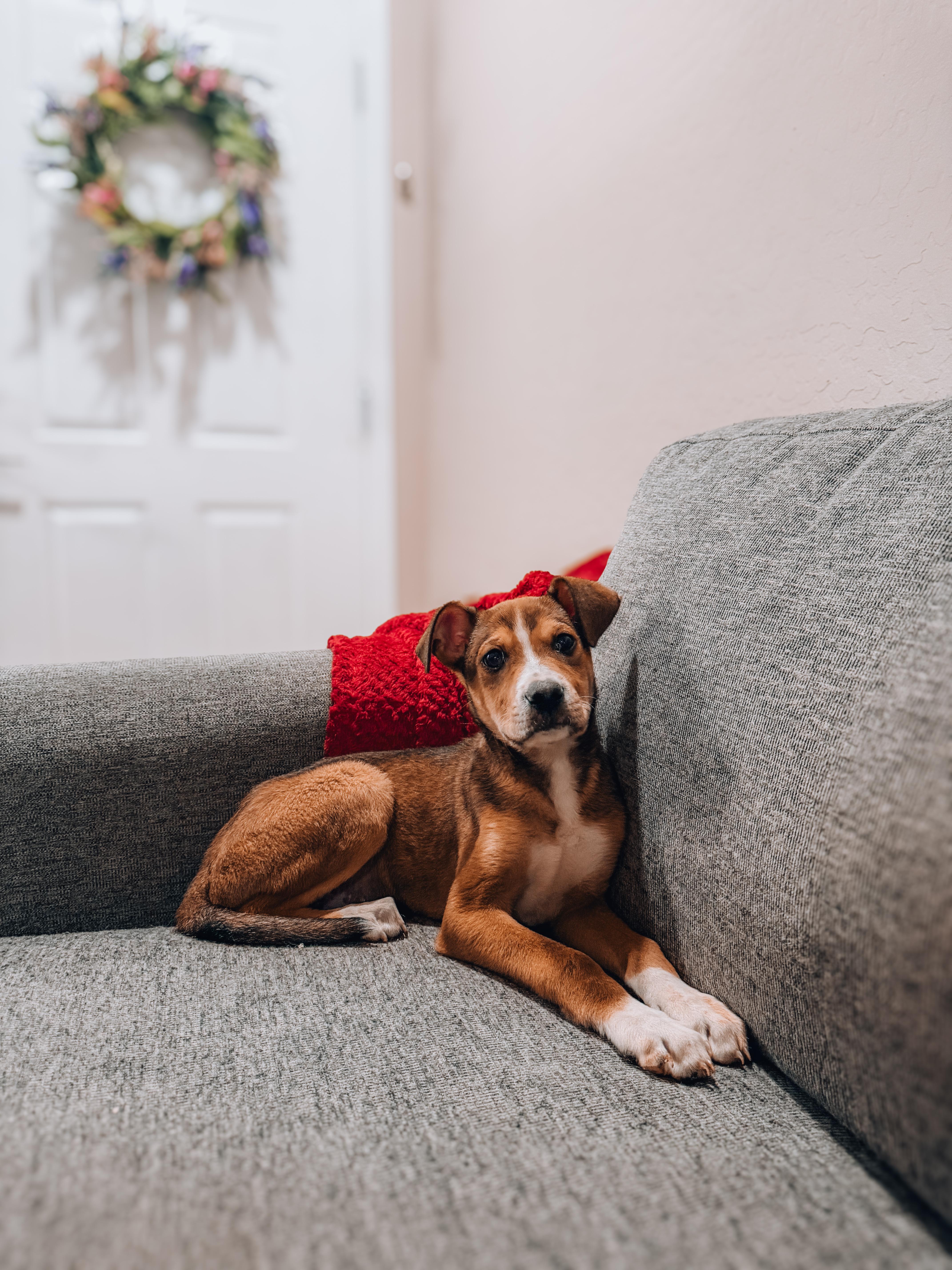 A baby medium-sized male Mountain Cur dog named Patrick for adoption in Goodyear, AZ