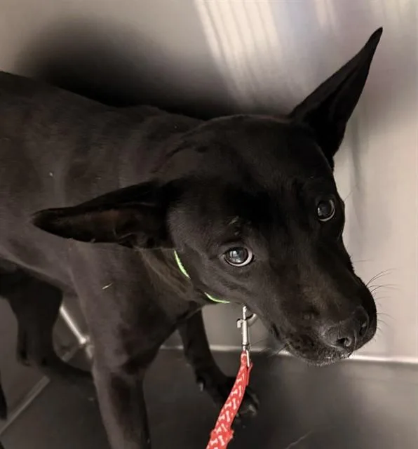 A young medium-sized female Pit Bull Terrier dog named Fudge for adoption in Tucson, AZ
