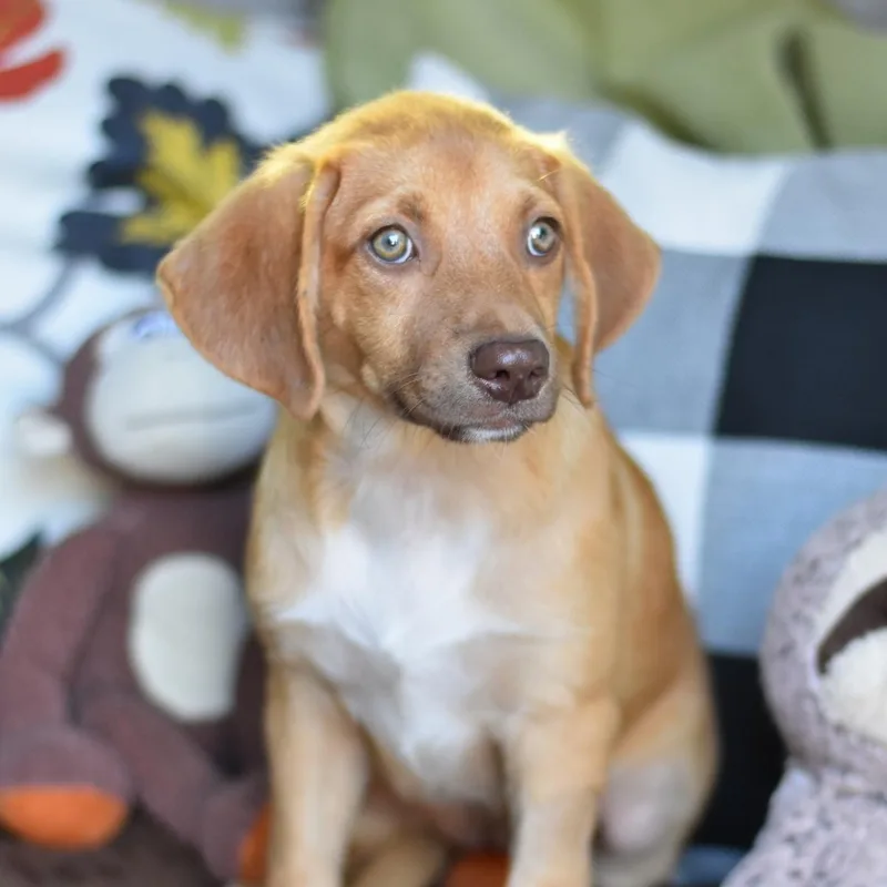 A baby medium-sized female Golden Mixed Breed dog named Fergie for adoption in Cleveland, TX