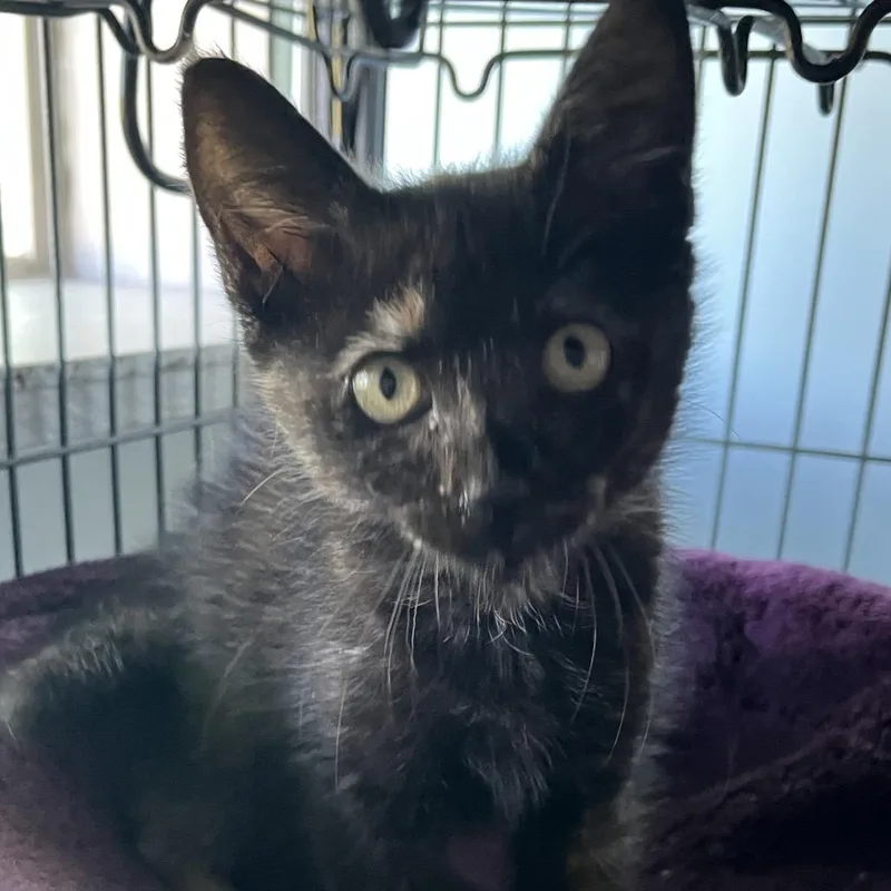 A baby small-sized female Tortoiseshell Domestic Medium Hair cat named Violet for adoption in Sarasota, FL