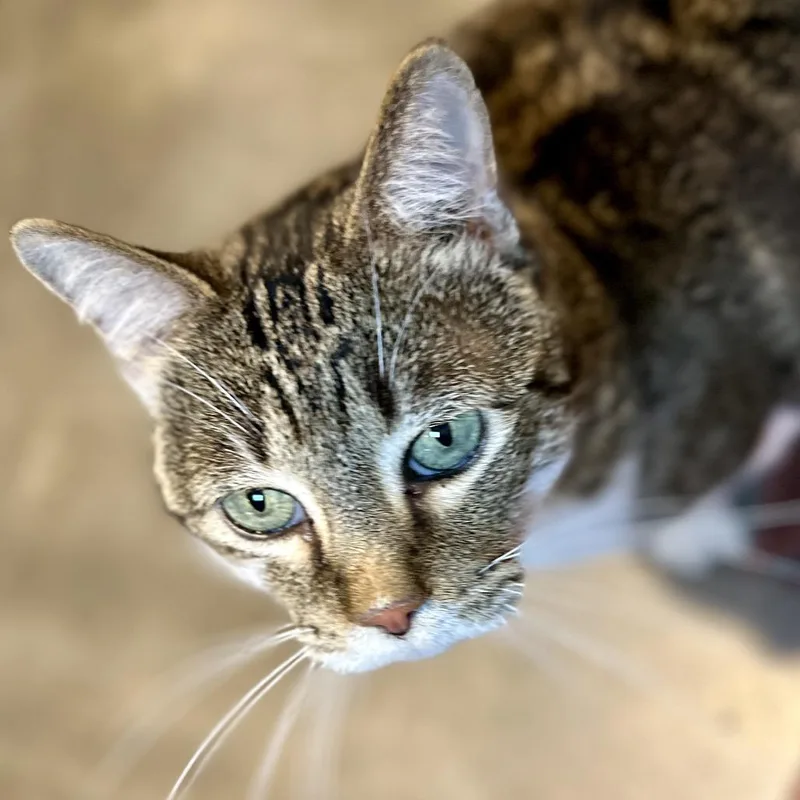 A senior medium-sized female Brown / Chocolate Domestic Short Hair cat named Chirp for adoption in Austin, TX