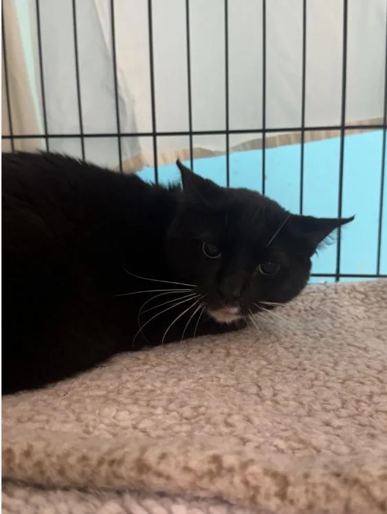 An adult medium-sized female Black Domestic Short Hair cat named Vanilla for adoption in Chicago, IL