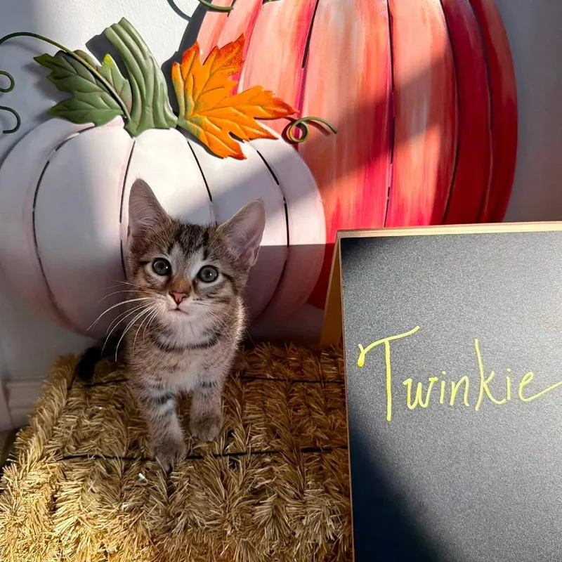 A baby small-sized male Brown / Chocolate Domestic Short Hair cat named Twinkie for adoption in Carmel, IN