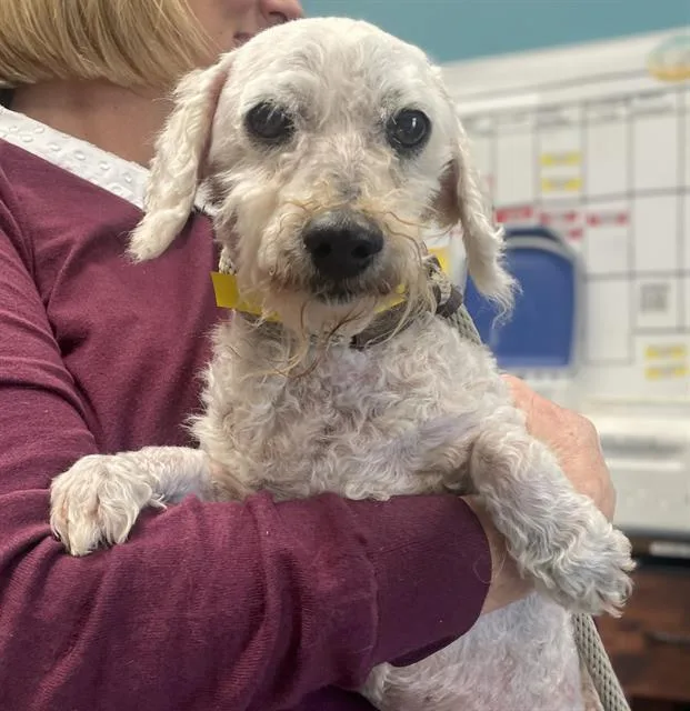 An adult small-sized male Maltese dog named Pogi for adoption in Camarillo, CA