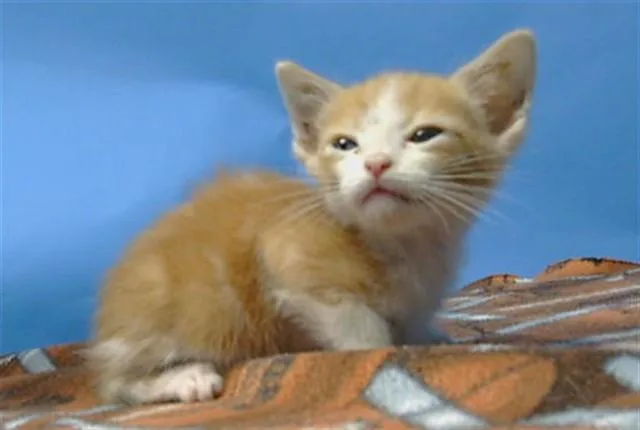 A baby small-sized male Domestic Short Hair cat named Kent for adoption in Gardena, CA