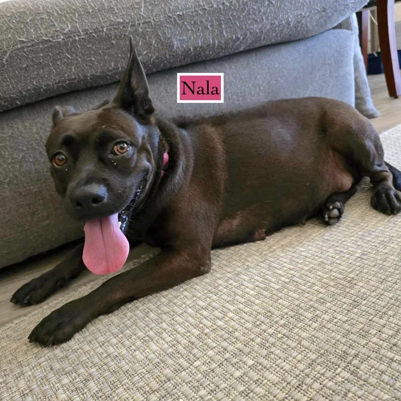 An adult medium-sized female Bicolor Terrier dog named Nala for adoption in Corpus Christi, TX