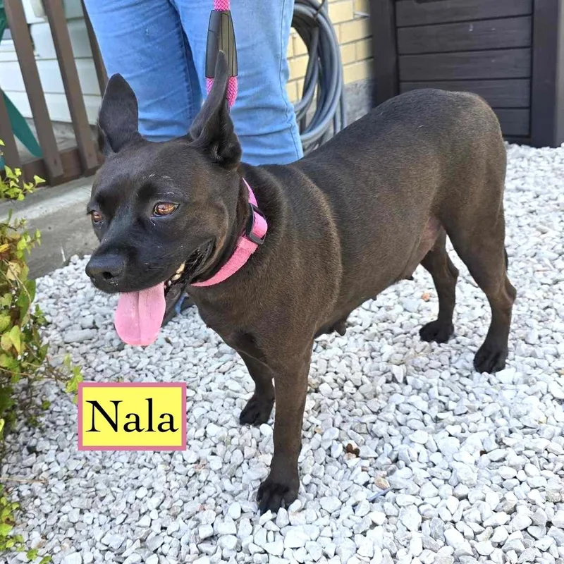 Nala thumbnail 4