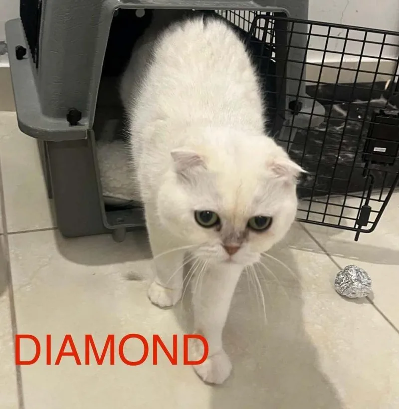 A baby large-sized female Scottish Fold cat named Diamond for adoption in San Jacinto, CA