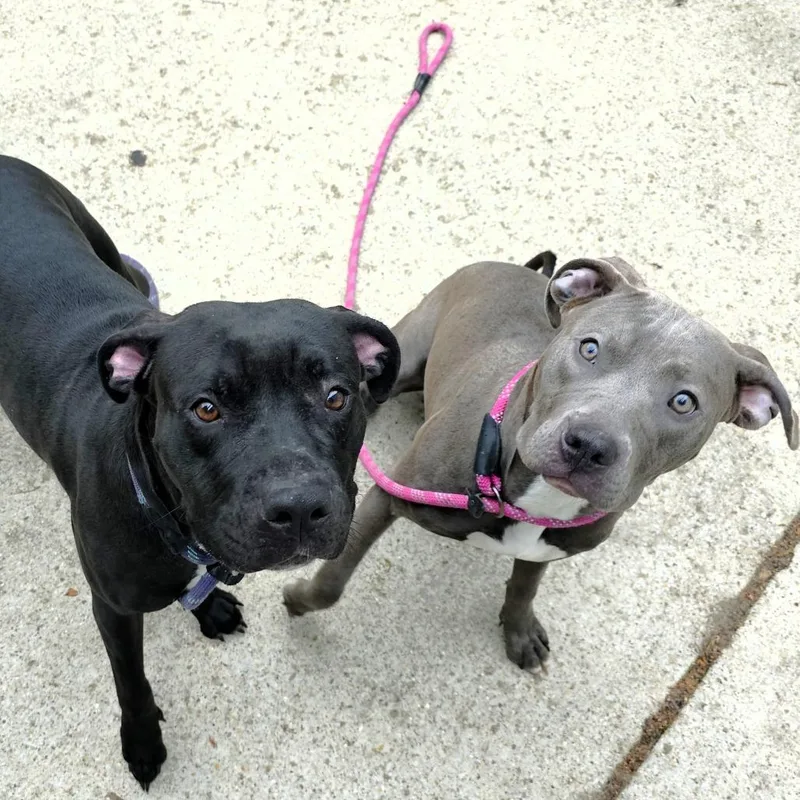 A young medium-sized female Gray / Blue / Silver Pit Bull Terrier dog named Louise for adoption in Michigan City, IN