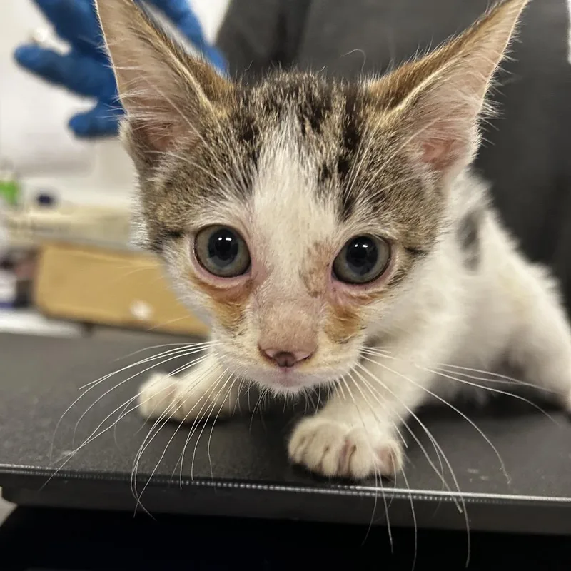 A baby small-sized male White Domestic Short Hair cat named Tom for adoption in Upland, CA