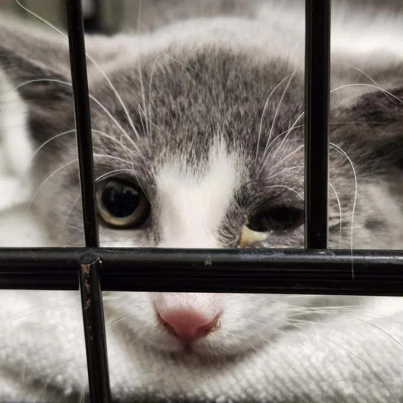 A baby small-sized female Gray / Blue / Silver Domestic Short Hair cat named Haze for adoption in Novelty, OH