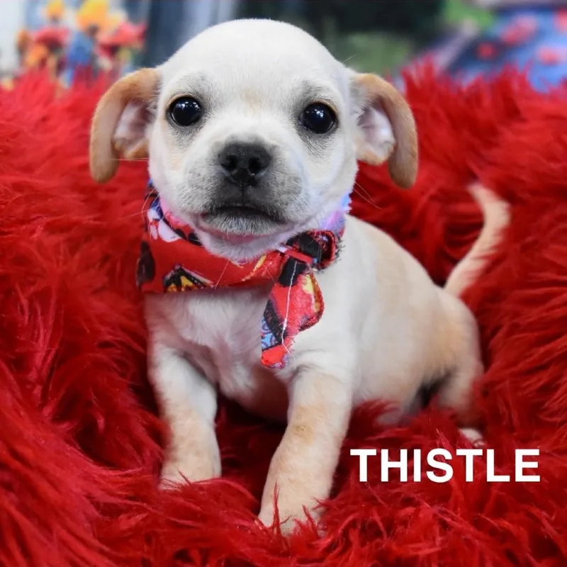 Thistle