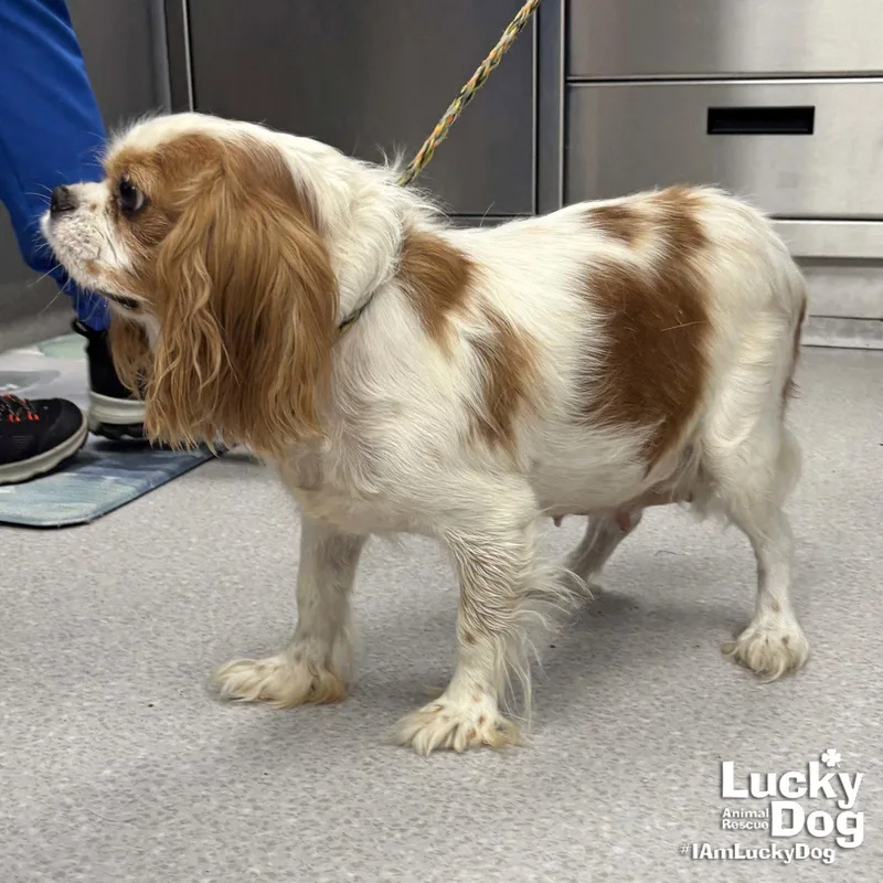 An adult small-sized female Cavalier King Charles Spaniel dog named Priss for adoption in Washington, DC