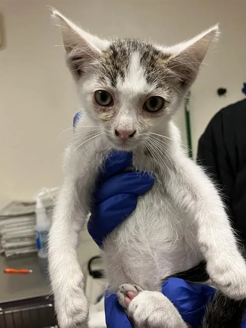 A baby small-sized male Domestic Short Hair cat named Grayson for adoption in Long Beach, CA