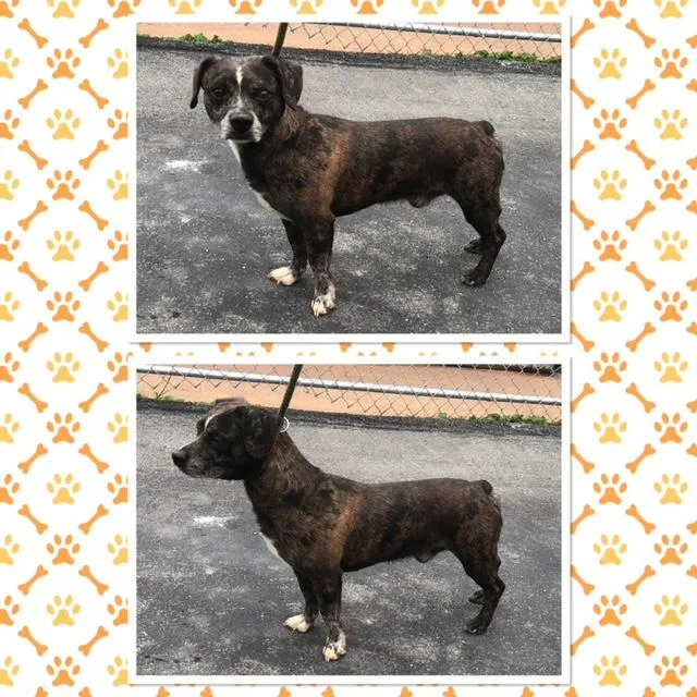 An adult small-sized male Brindle Boston Terrier dog named Rocky for adoption in Buckhannon, WV
