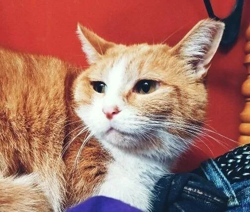 Monterey thumbnail 2