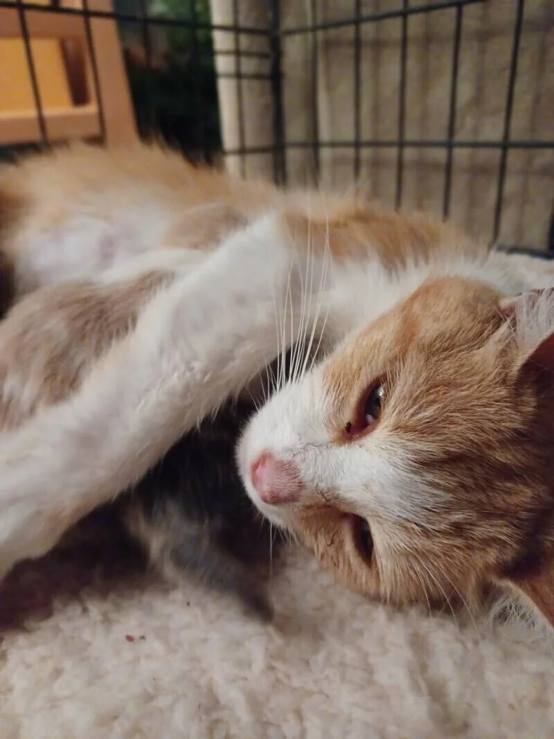 Monterey thumbnail 3