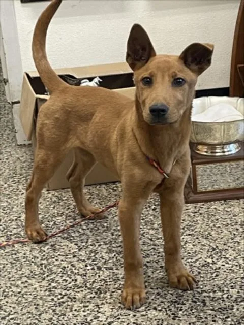 A young small-sized male Carolina Dog dog named Suelo for adoption in Tracy, CA