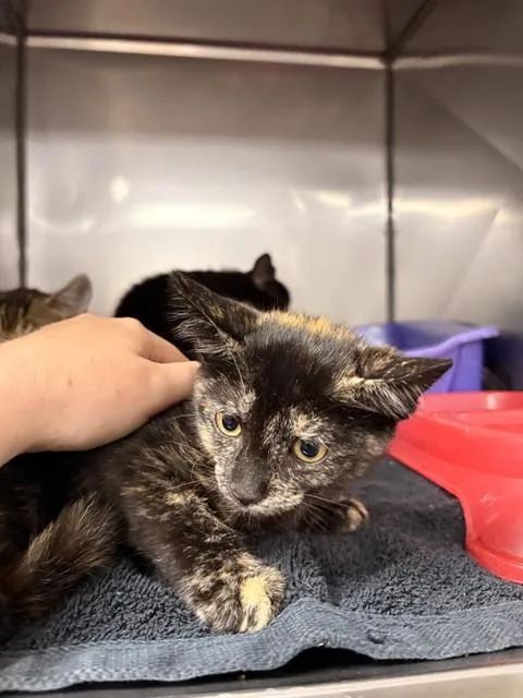 A baby small-sized female Domestic Short Hair cat named Sandy for adoption in Killeen, TX