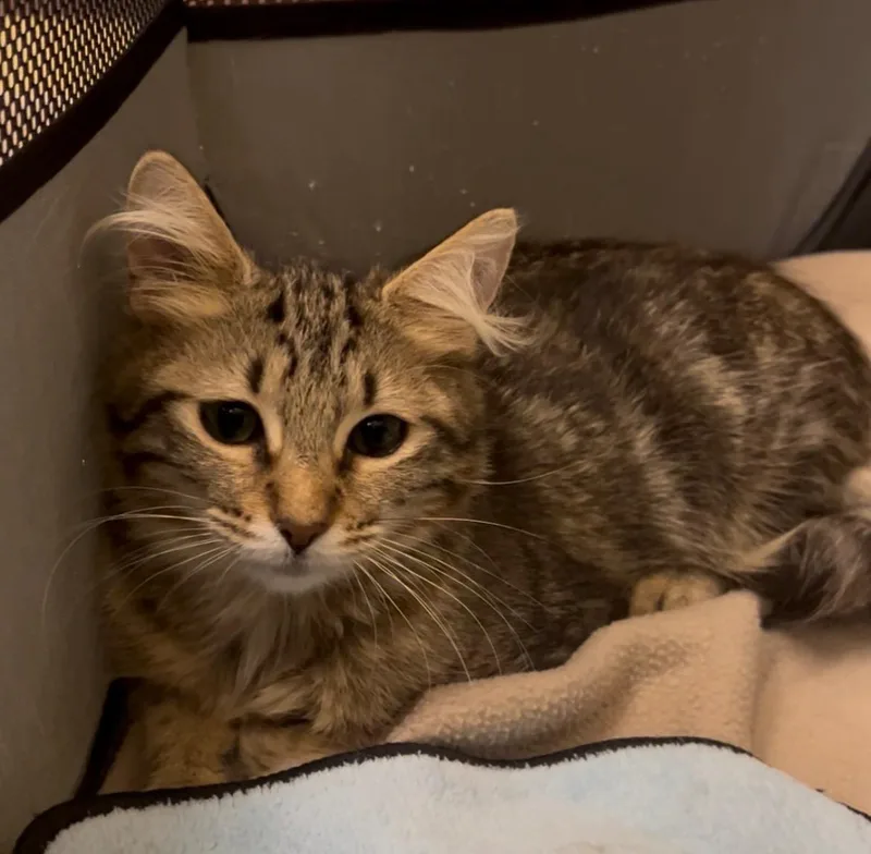 A baby medium-sized male Tabby (Brown / Chocolate) Domestic Short Hair cat named Asher for adoption in Lauderhill, FL