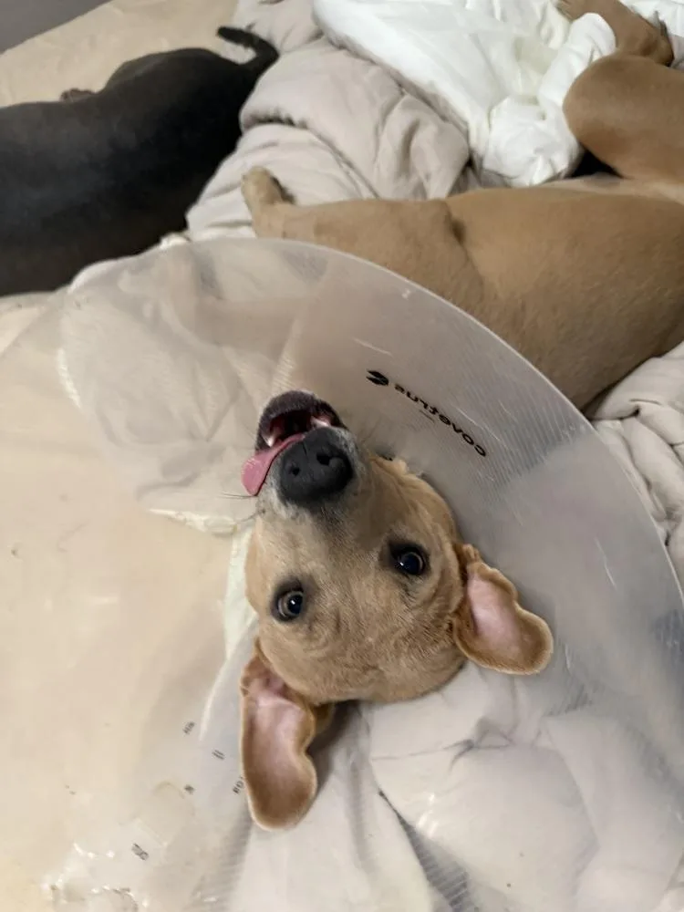 A baby medium-sized female Labrador Retriever dog named Cookie for adoption in Cheektowaga, NY