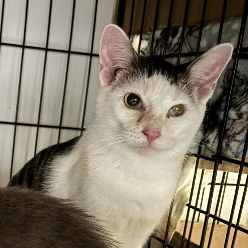 A baby small-sized female Black & White / Tuxedo Domestic Short Hair cat named Francine for adoption in Pittsburgh, PA