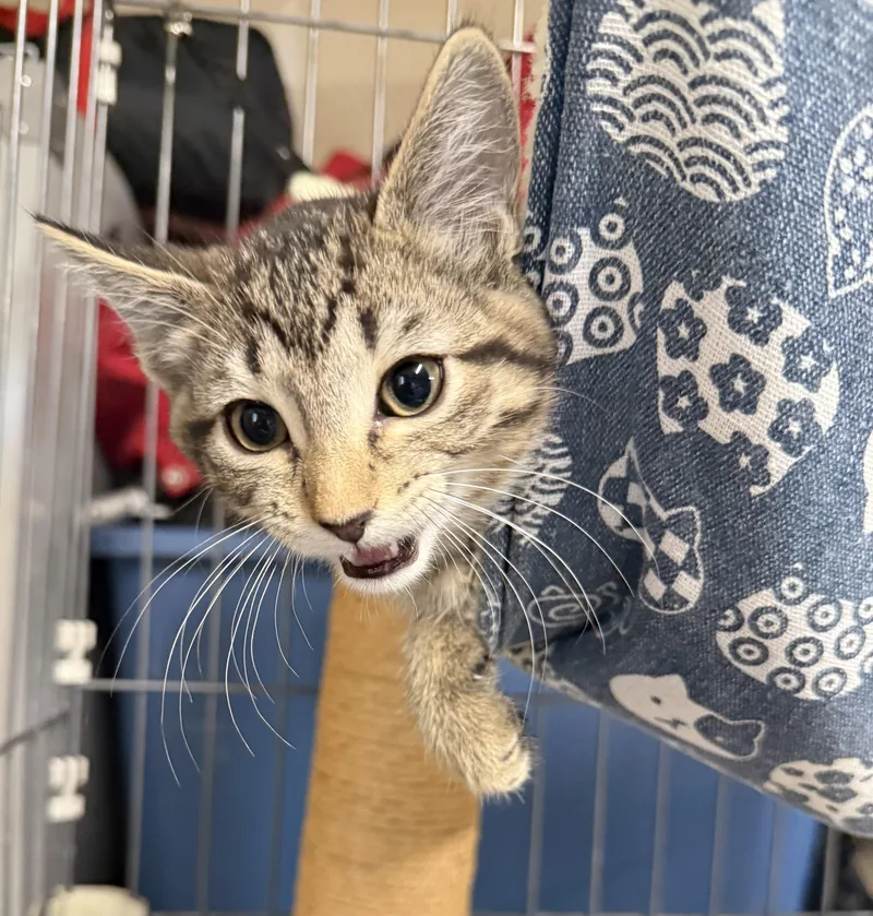 A baby medium-sized male Tabby (Brown / Chocolate) Domestic Short Hair cat named Beach Ball for adoption in Fort Collins, CO