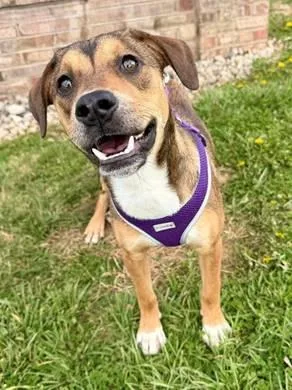 A young medium-sized female Tricolor (Brown, Black, & White) Beagle dog named Bonnie for adoption in Honeoye Falls, NY