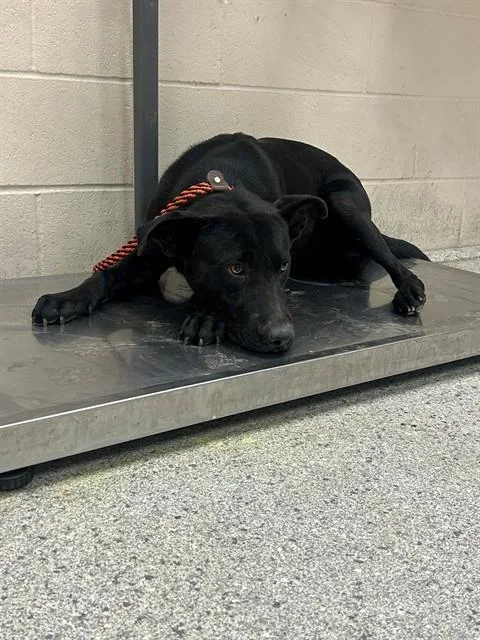 A young large-sized male Labrador Retriever dog named A for adoption in Conroe, TX