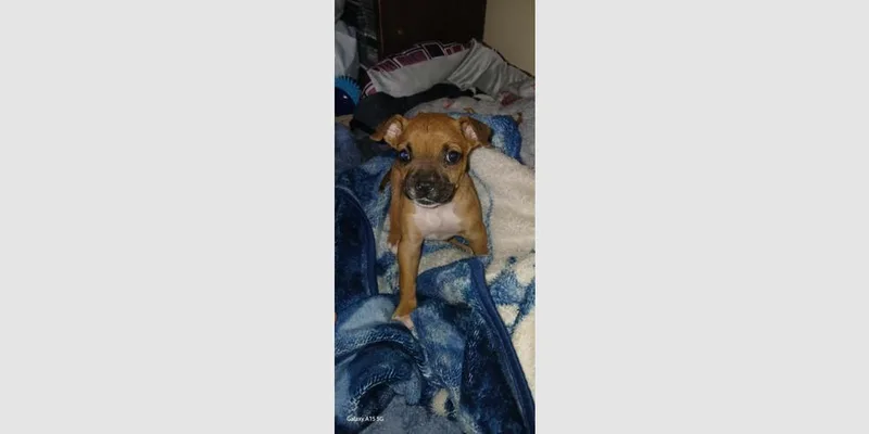A baby small-sized female Boxer dog named Dahlia for adoption in Hewitt, TX