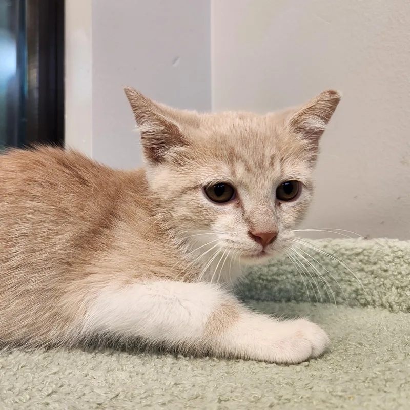 A baby medium-sized male Buff & White Domestic Short Hair cat named Latte for adoption in Liberty, MO