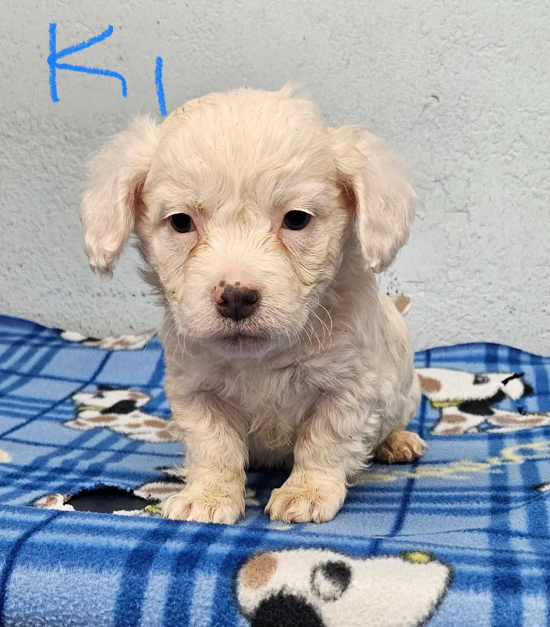 A baby small-sized male Spaniel dog named Ki for adoption in Inglewood, CA