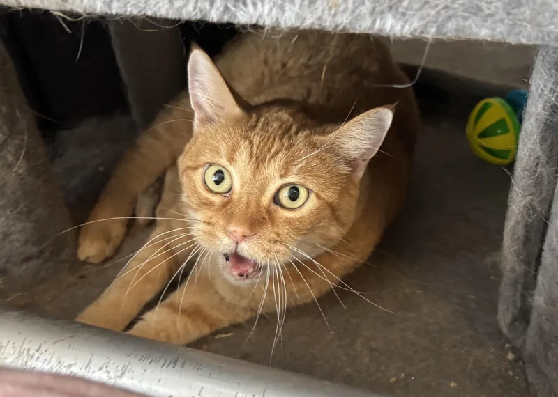 A senior medium-sized male Orange / Red Domestic Short Hair cat named Chester for adoption in Shenandoah, IA