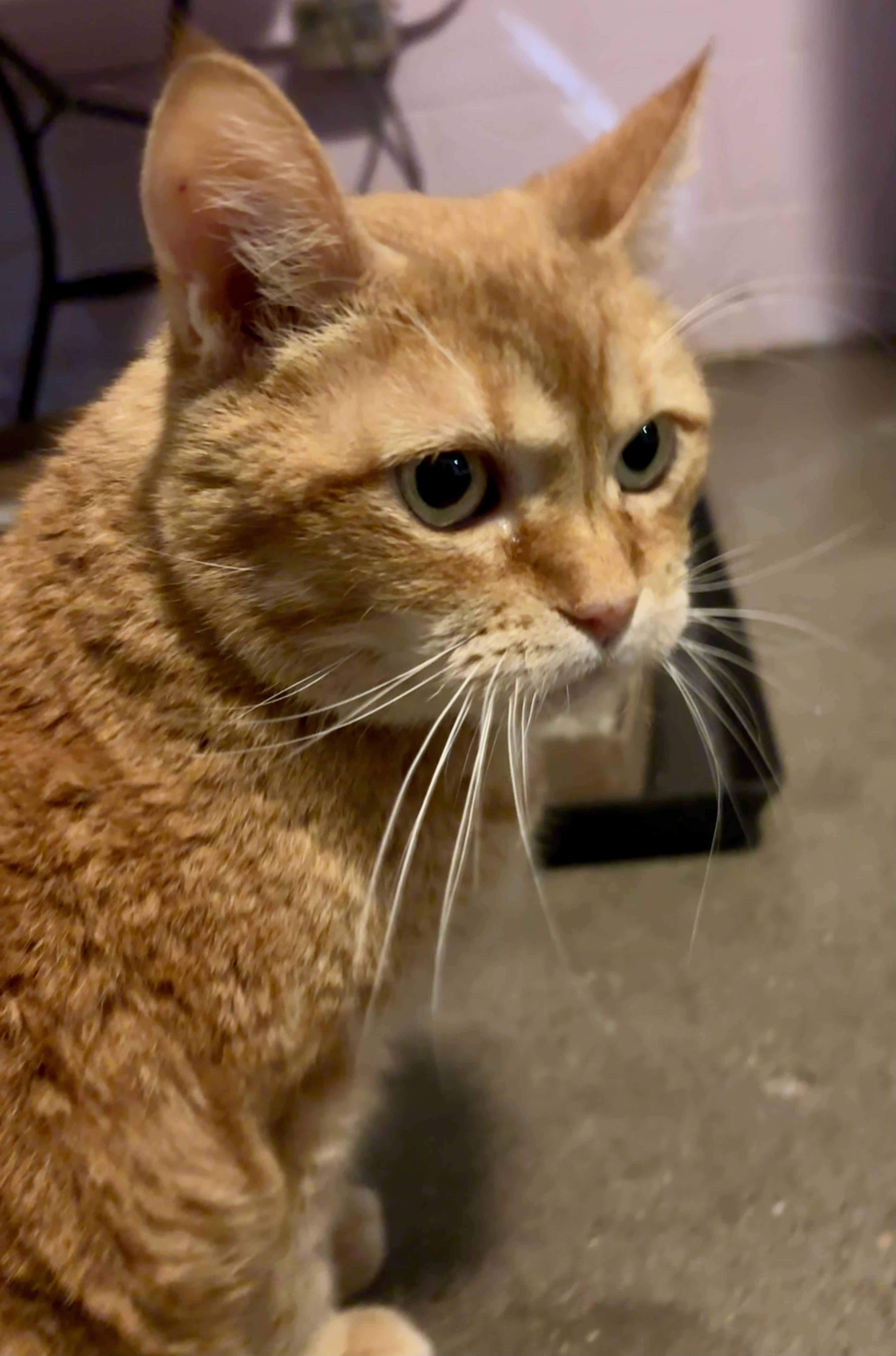 Chester thumbnail 3