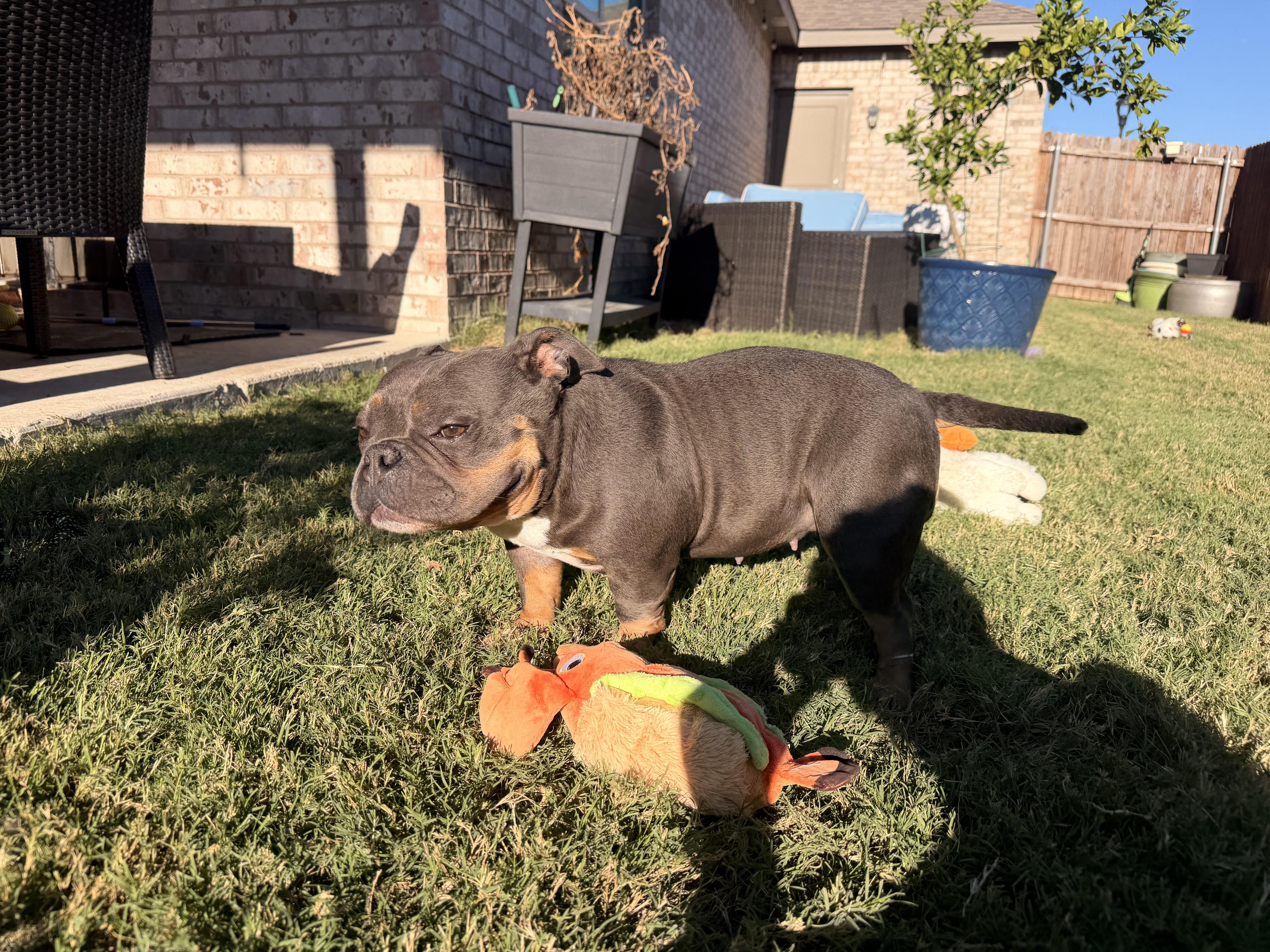 A young medium-sized female French Bulldog dog named Tally for adoption in Haslet, TX