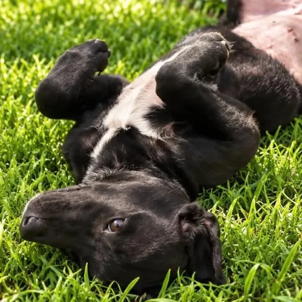 A baby medium-sized female Black Labrador Retriever dog named Dj for adoption in Evansville, WI