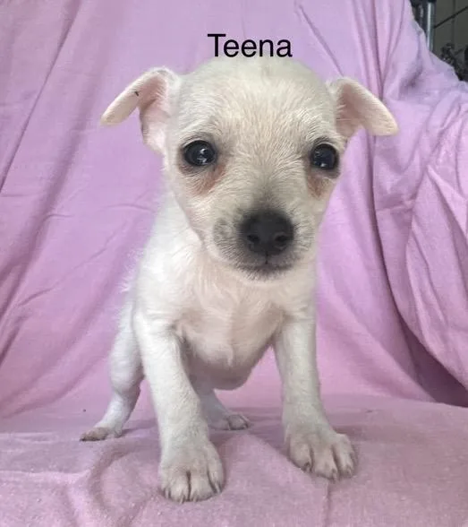 A baby small-sized female Yellow / Tan / Blond / Fawn Terrier dog named Teena for adoption in Santa Rosa, CA