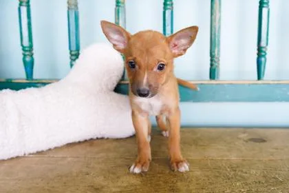 A baby small-sized male Chihuahua dog named Truffle for adoption in San Antonio, TX