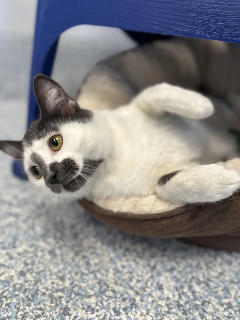 An adult medium-sized male White Domestic Short Hair cat named Birdie for adoption in Stafford, VA