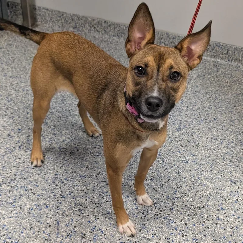 A young medium-sized female Brown / Chocolate Mixed Breed dog named Bandi for adoption in Greenville, SC