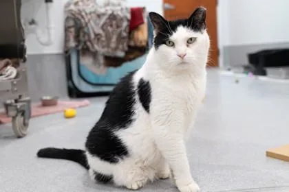A senior medium-sized female Domestic Short Hair cat named Heidi for adoption in Ringoes, NJ
